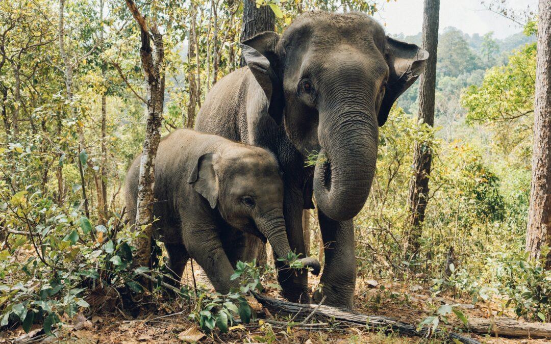 Wildlife and Nature resort – Property audit and relaunch